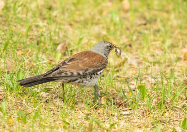 緑の草原での歌のツグミ自然鳥ヴェスタ — ストック写真