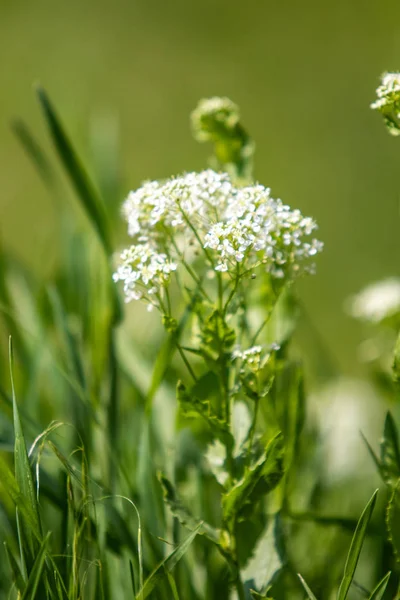 Bulanık Arka Planda Yeşil Çimlerde Beyaz Çiçek — Stok fotoğraf