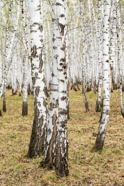 Björk Träd Skogs Gräs Tidig Vår Landskap Skogsområde — Stockfoto