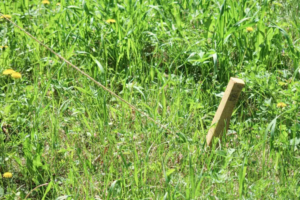 Holzpfahl Boden Mit Einem Seil Grünen Gras — Stockfoto