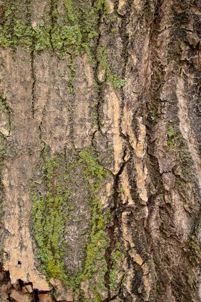 Textura Casca Árvore Fundo Madeira Cinza — Fotografia de Stock