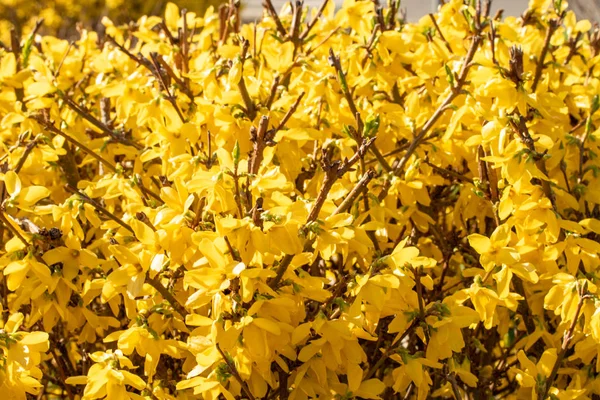 Flores Plantas Mimosa Amarilla Cerca — Foto de Stock