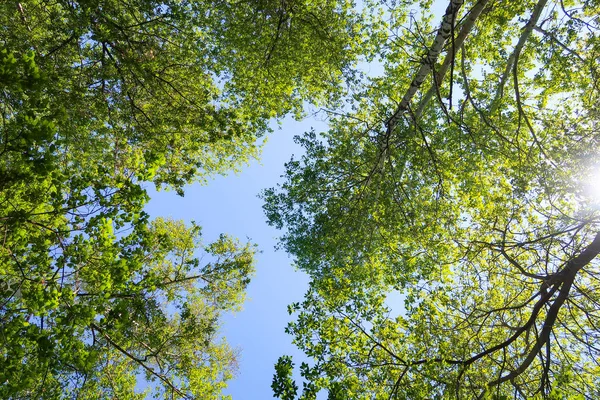 Green leaves of trees view from below against the blue sky, spring nature.
