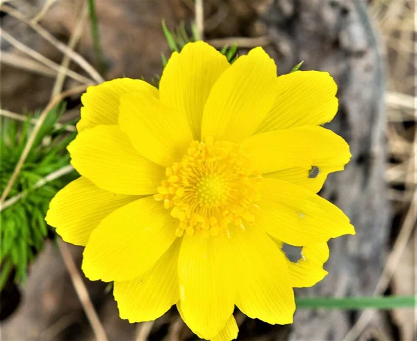 Primavera Flor Amarela Adonis Género Botânico Pertencente Família Buttercup — Fotografia de Stock