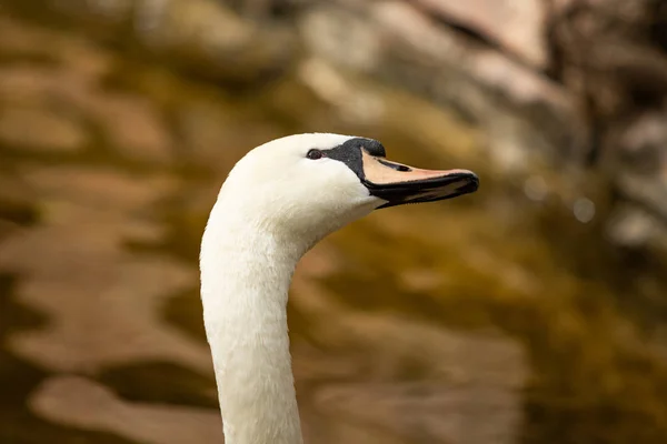 Vit Svan Närbild Porträtt Natur — Stockfoto