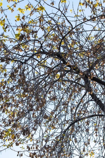 秋天蓝天背景下的稀疏枝条 — 图库照片