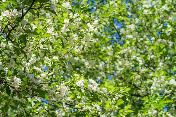 White Flowers Apple Cherry Blue Sky Nature Spring — Stock Photo, Image