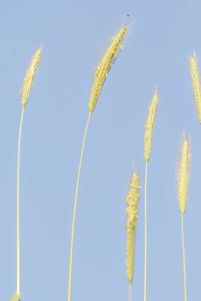 Espigão Trigo Selvagem Contra Céu Azul — Fotografia de Stock