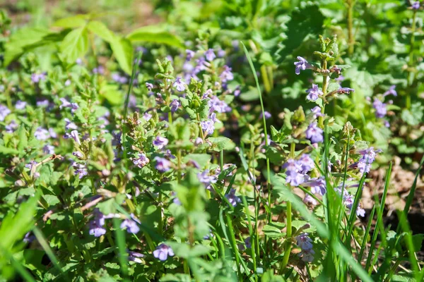 Purple flowers of fragrant mint in the green grass.