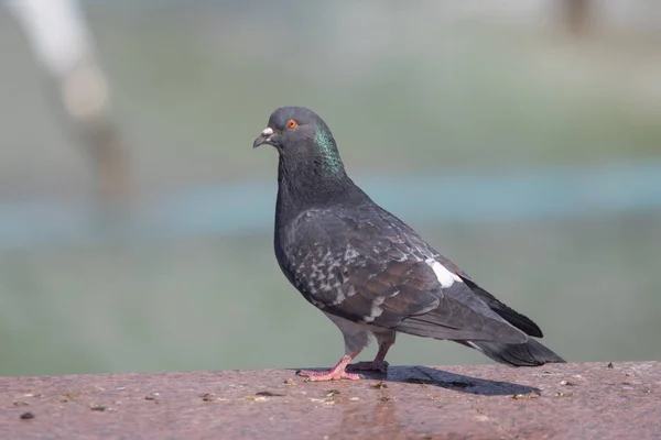 Wild Dove Sits Blurred Background Summer Nature — Stock Photo, Image