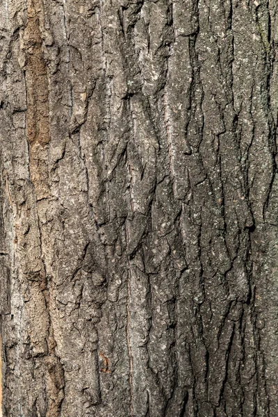 Ağaç Kabuğu Dokusu Gri Arkaplan — Stok fotoğraf