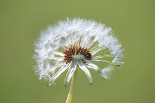 White Fluffy Dandelion Flower Blurred Background — Stock Photo, Image