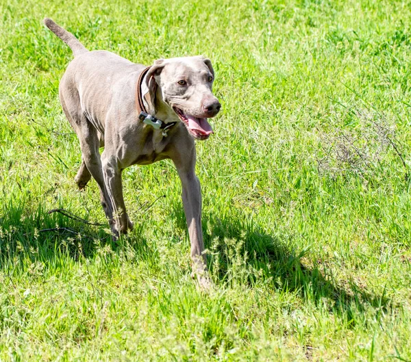 Hund Jakt Natur Grönt Fält Sommar — Stockfoto