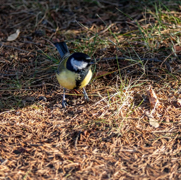 Great Tit Bird Sits Ground Search Food — Stock Photo, Image