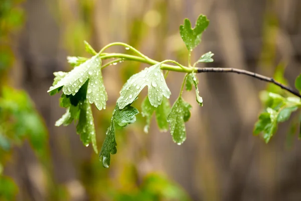 Raindrops Green Leaves — Stock Photo, Image