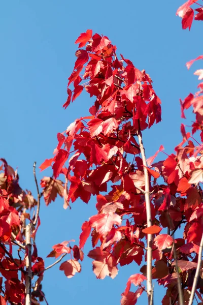 青い空に赤いカエデの葉 自然景観 — ストック写真