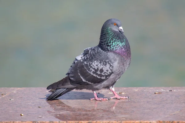 Wild Gray Blue Close Sitting Blurred Background — Stock Photo, Image