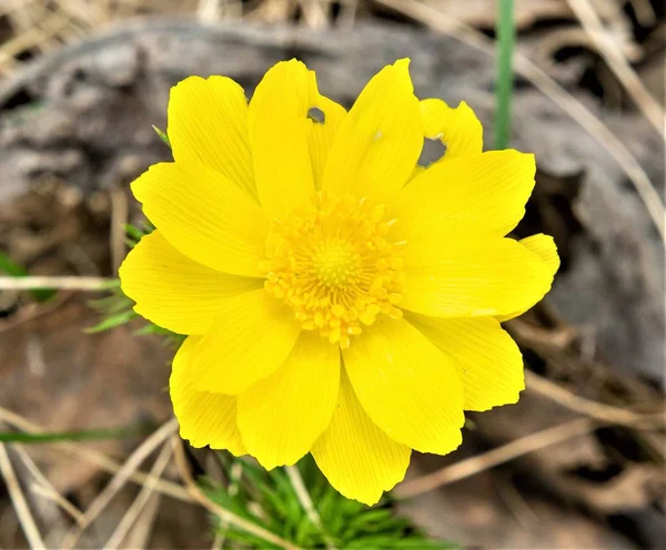 Primavera Flor Amarela Adonis Género Botânico Pertencente Família Buttercup — Fotografia de Stock