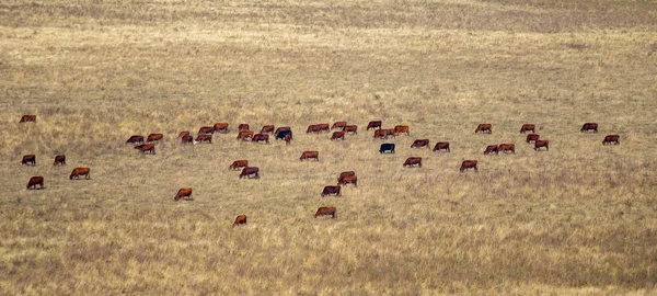 Vacas Pasto Grama Amarela Seca Outono — Fotografia de Stock