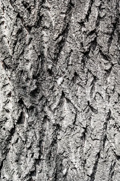 Textura Fondo Madera Corteza Árbol — Foto de Stock