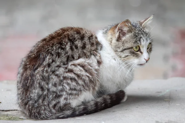 Gato Doméstico Sentado Verano Calle Primer Plano —  Fotos de Stock