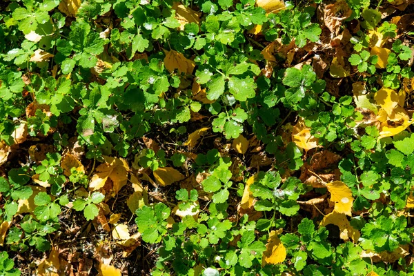 Grünklee Gelben Herbstlaub — Stockfoto