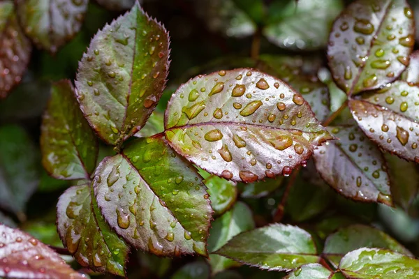 Dešťové Kapky Listech Růže Zeleného Červeného Listu — Stock fotografie