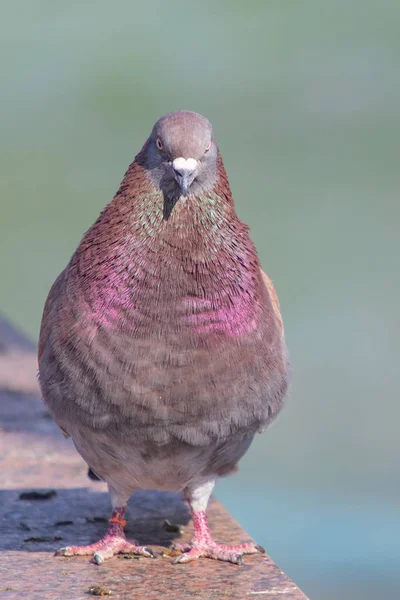 Wildes Graublau Großaufnahme Sitzend Auf Verschwommenem Hintergrund — Stockfoto