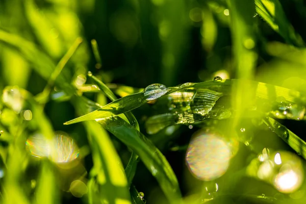 Erba Verde Con Gocce Pioggia Primo Piano Paesaggio — Foto Stock