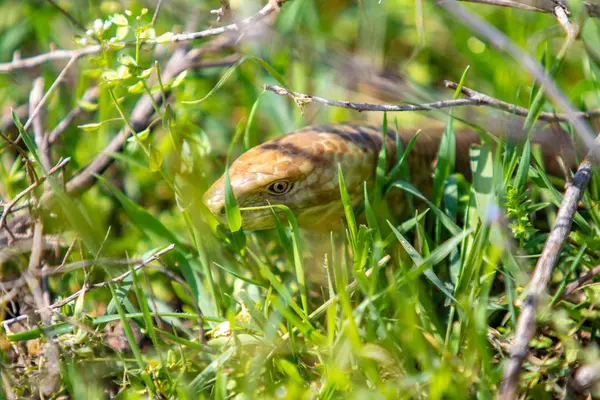 Der Kopf Einer Schlange Ist Gelbes Grünes Gras — Stockfoto