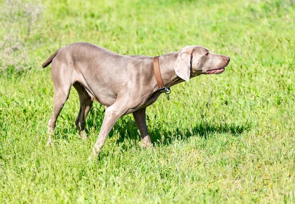 Caccia Cani Natura Campo Verde Estate — Foto Stock