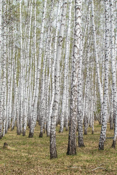 Vidoeiro Árvores Floresta Grama Início Primavera Paisagem Floresta Área — Fotografia de Stock