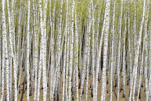 Árboles Abedul Blanco Fondo Del Bosque Primavera —  Fotos de Stock
