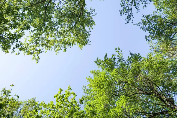 绿叶的树的看法从下面对蓝天 春天的性质 免版税图库照片