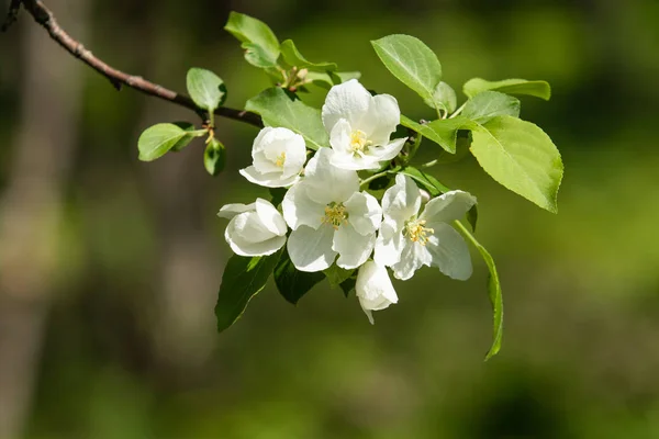 苹果果园盛开 苹果树的白色花 绿叶关闭 图库图片