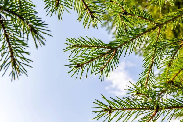 Green Spruce Branch Blue Sky Summer Royalty Free Stock Photos