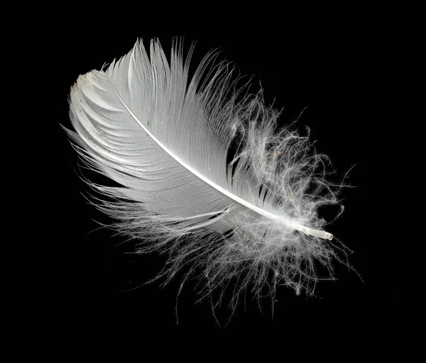 白天鹅的羽毛在空中的黑色背景上 空气中飘扬的白色羽毛 图库图片