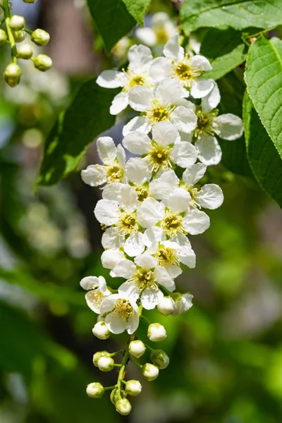 花白色樱桃在树的绿叶 免版税图库照片