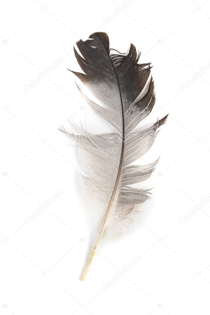 Blue bird feather isolated on white background.