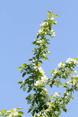 Mavi gökyüzünde yeşil yaprakları olan bir elma ağacının beyaz çiçekleri.