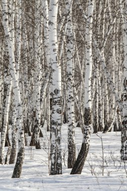 Huş ağacı orman kış manzarası.