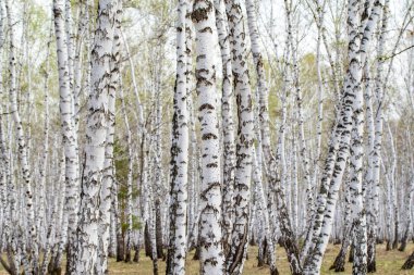 Beyaz huş ağaçları orman arka plan, bahar.