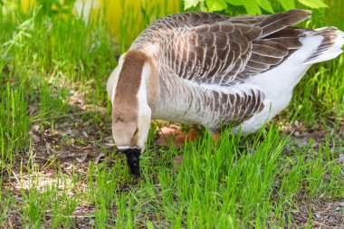 Yeşil çim kaz gri yakın çekim, doğa kuş Gri kaz.
