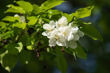 Elma ağacının beyaz çiçekler mavi gökyüzüne karşı ağacın yeşil yaprakları vardır.