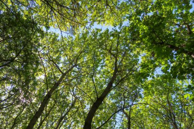Mavi gökyüzü, bahar doğa karşı aşağıda ağaçlar görünümü yeşil yaprakları.