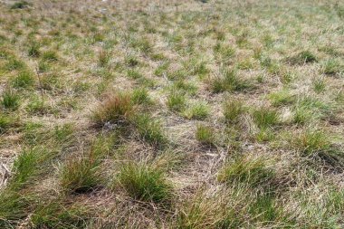 Kuru çim bahar manzara arka plan.