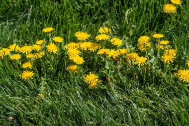 Yeşil çim, bahar sahne sarı karahindiba çiçek.