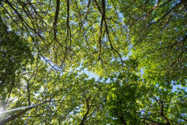 Mavi gökyüzü, bahar doğa karşı aşağıda ağaçlar görünümü yeşil yaprakları.