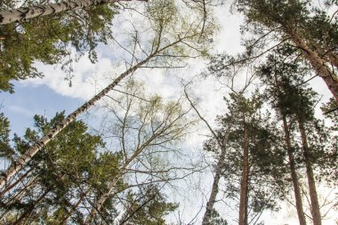 Alt, çam ormanı manzara mavi gökyüzü görünümüne karşı çam ağaçları.
