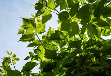 Gökyüzü yakın manzara karşı ağaçlar yeşil yaprakları